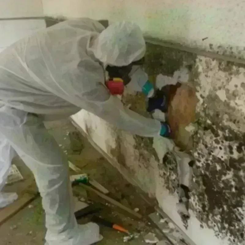 Mold Remediation and Removal in Gail, TX